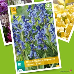 Hyacinthoides Hispanica Blue – Spanish Bluebells