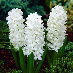 Hyacinth Aiolos - Hyacinthus