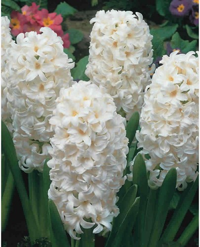Hyacinth Aiolos - Hyacinthus
