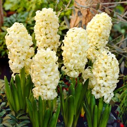 Hyacinth City of Haarlem - Hyacinthus