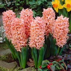 Hyacinth Gipsy Queen - Hyacinthus