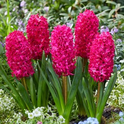 Hyacinth Jan Bos - Hyacinthus