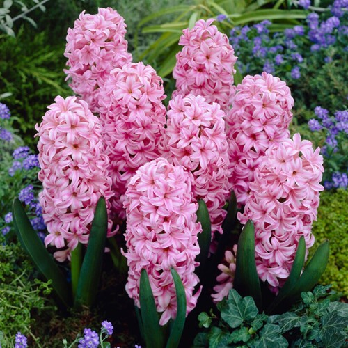 Hyacinth Pink Surprise - Hyacinthus