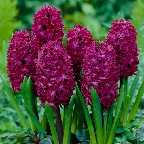 Hyacinth Woodstock - Hyacinthus