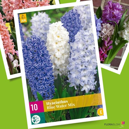 Hyacinths Blue Water Mix - Hyacinthus