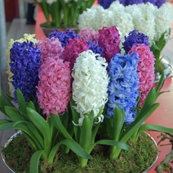 Hyacinths Fantasy Mix - Hyacinthus