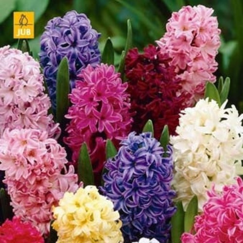 Hyacinths Fantasy Mix - Hyacinthus