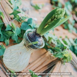 Hyacinth Bulb Vase