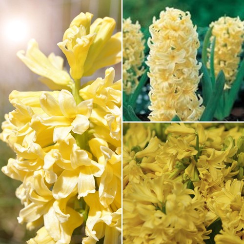 Hyacinth City of Haarlem - Hyacinthus