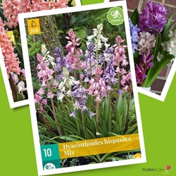 Hyacinthoides Hispanica Mix – Spanish Bluebells