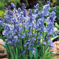 Hyacinthoides Hispanica Blue – Spanish Bluebells