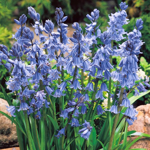 Hyacinthoides Hispanica Blue – Spanish Bluebells