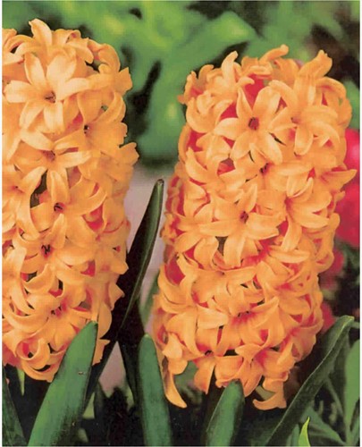 Hyacinth Gipsy Queen - Hyacinthus