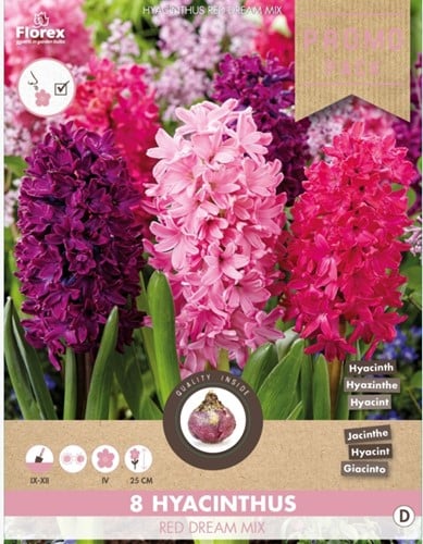 Hyacinth Red Dream Mix - Hyacinthus