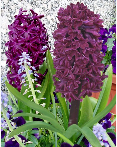 Hyacinth Woodstock - Hyacinthus