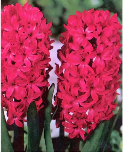 Hyacinth Jan Bos - Hyacinthus