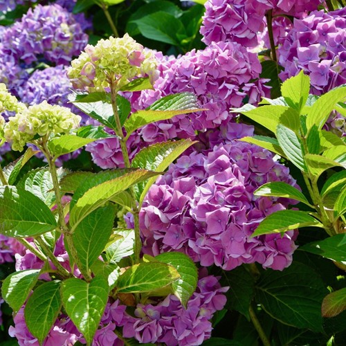 Hortensia Pink - Hydrangea