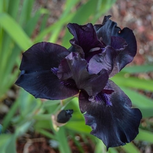 Iris Germanica Black Knight - Bearded Iris (Six-pack)