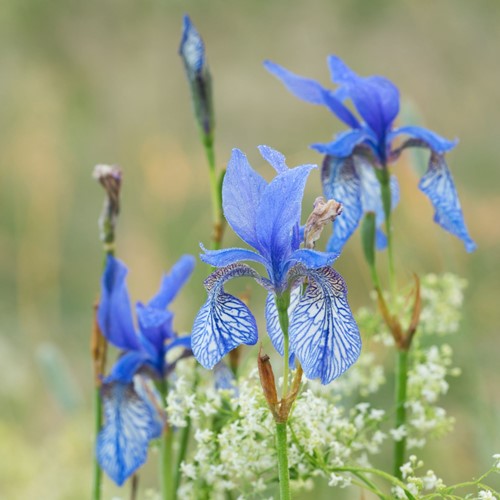 Iris Sibirica Concord Crush - Siberian iris