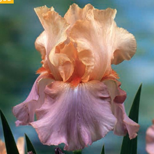 Iris Germanica Crazy for You