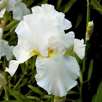 Iris Germanica White Knight - Bearded Iris