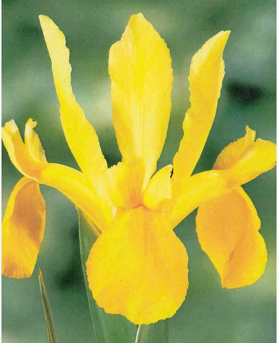 Iris Hollandica Yellow