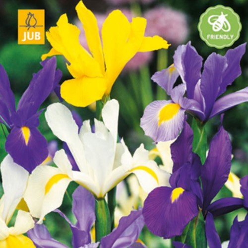 Iris Hollandica Mix
