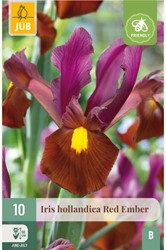 Iris Hollandica Red Ember