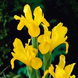 Iris Hollandica Yellow