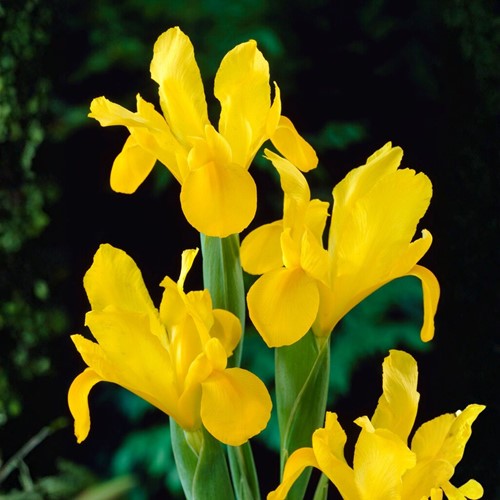 Iris Hollandica Yellow