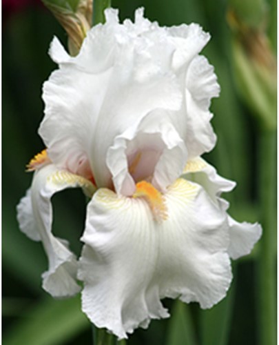 Iris Germanica Immortality - Bearded Iris (Three-pack)