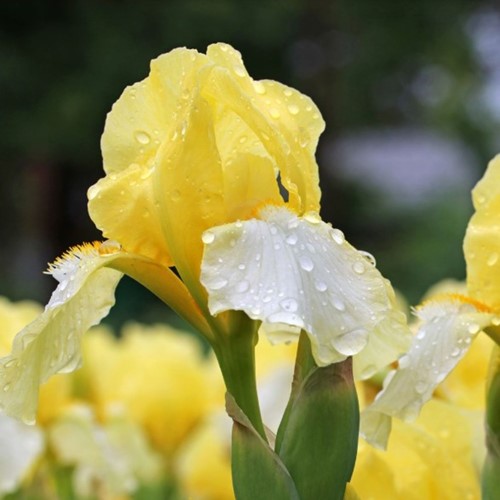 Iris germanica Lime Fizz – Baardiris, Blauwe lis