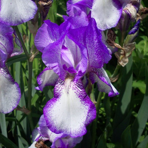 Iris Germanica Loop the Loop