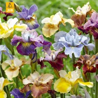 Iris Sibirica Peacock Mix - Siberian iris