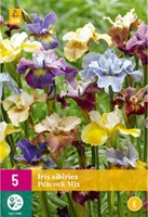 Iris Sibirica Peacock Mix - Siberian iris-2