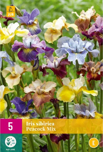 Iris Sibirica Peacock Mix - Siberian iris-2
