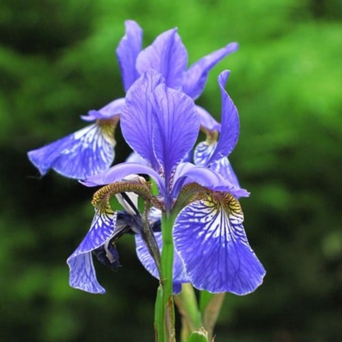 Iris Sibirica Perry’s Blue - Siberian iris (Three-pack)