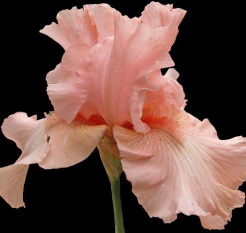 Iris Germanica Pin up Girl - Bearded Iris