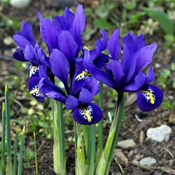 Iris reticulata -Snow iris