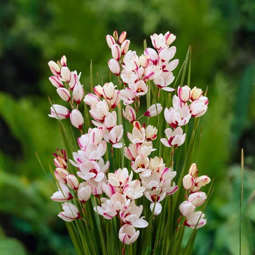 Ixia Spotlight - African corn lily