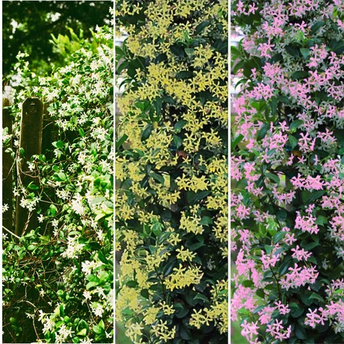 Jasmine Mix  - Tuscan Jasmine & Japanese Jasmine