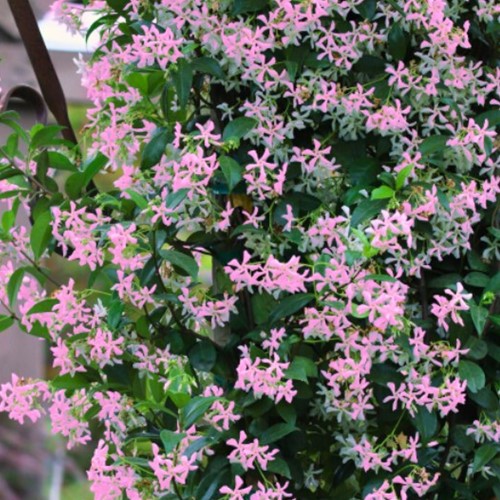 Asiatic Jasmine Pink Showers - Trachelospermum asiaticum