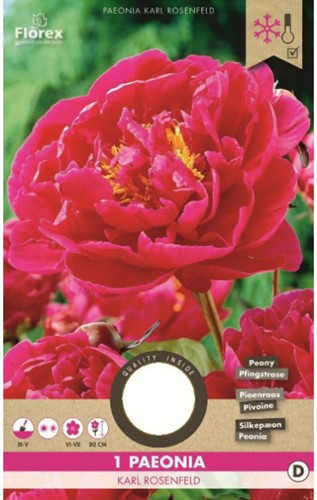 Peony Karl Rosenfield - red/pink - Paeonia