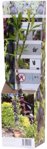 Kers Sylvia - Prunus avium-2