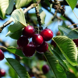 Cherry Sylvia - Prunus avium