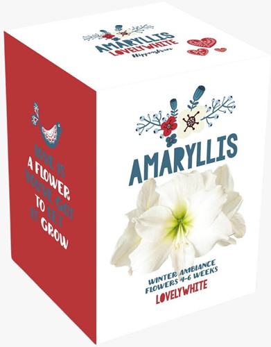 Christmas Amaryllis White
