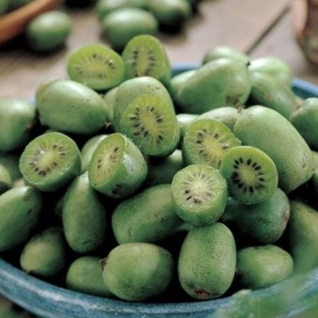 thumbnail image 2 of Hardy Kiwi (Actinidia Arguta) Plant – Sweet, Grape-Sized Kiwi Berries 2 of 5