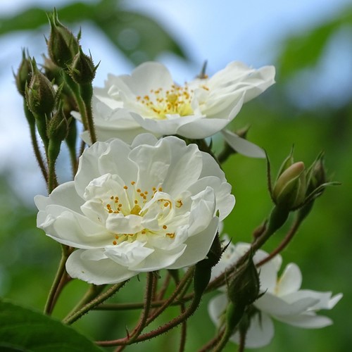 Climbing Rose Iceberg - Rosa