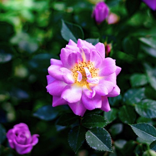 Climbing Rose Veilchenblau - Rosa