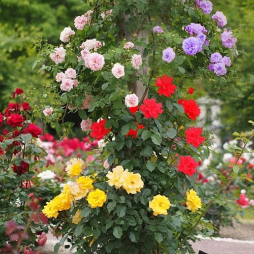 Climbing Rose Mix - Collection of strongly fragrant Climbing Roses